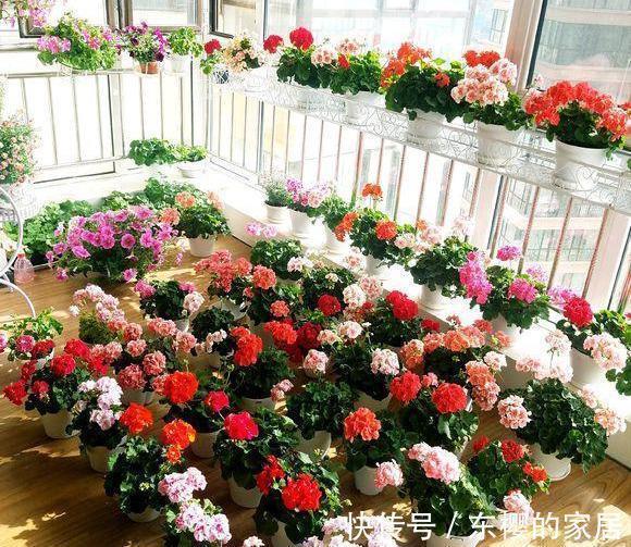 4种“漂亮花”,现在快入手,晒晒太阳就开花,越冷越漂亮