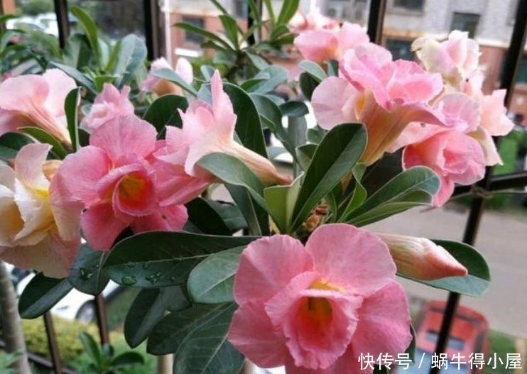 清明前后,不能错过的4种招财花,不用管理也能长得旺,开花不断