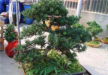 3种“天价树”太贵，教你折1根枝就养活，“傻瓜”才花钱买呢！