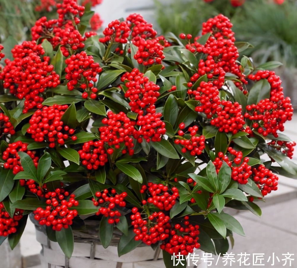 栽培|10种花中“贵货”太好看,打工仔“不舍得”买,等有钱要买一盆