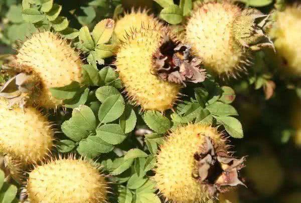 百合|卵巢早衰的“天敌”找到了，女人常吃，滋养卵巢，年轻又美丽