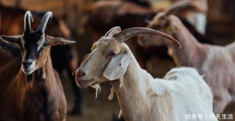 基因|中国文化中的“羊基因”:伏羲神农最早以羊为图腾