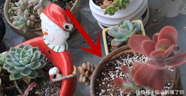 唐印，从菜到萌，从一到多！