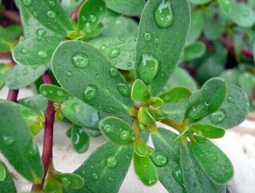 病菌|胃病的天然“良药”找到了,坚持常吃,消灭病菌,拒绝老胃病!