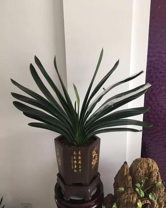 环境温度|君子兰不开花不抽箭?浇水时加点料,快速抽箭,花开不断