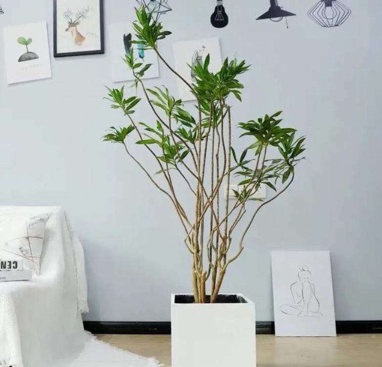 客厅见树,家业稳固,适合客厅养的8种树,大气美观,增添幸福感