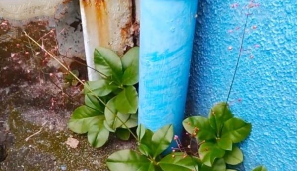 野菜|乡下野外一种植物,当野菜吃,食用价值高,营养很丰富