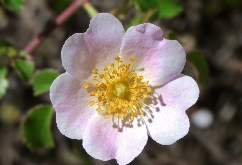 好运|未来半个月,桃运不断,姻缘来临,好运不断的四大生肖