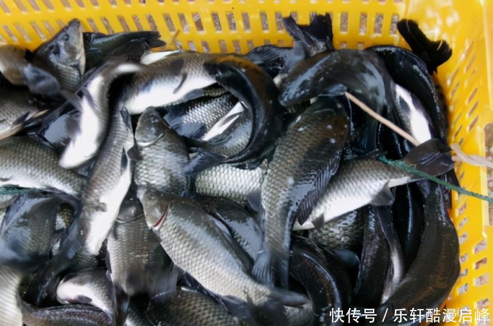 买鲫鱼,要分清“工程鲫”和“土鲫”,差别很大,买错浪费钱