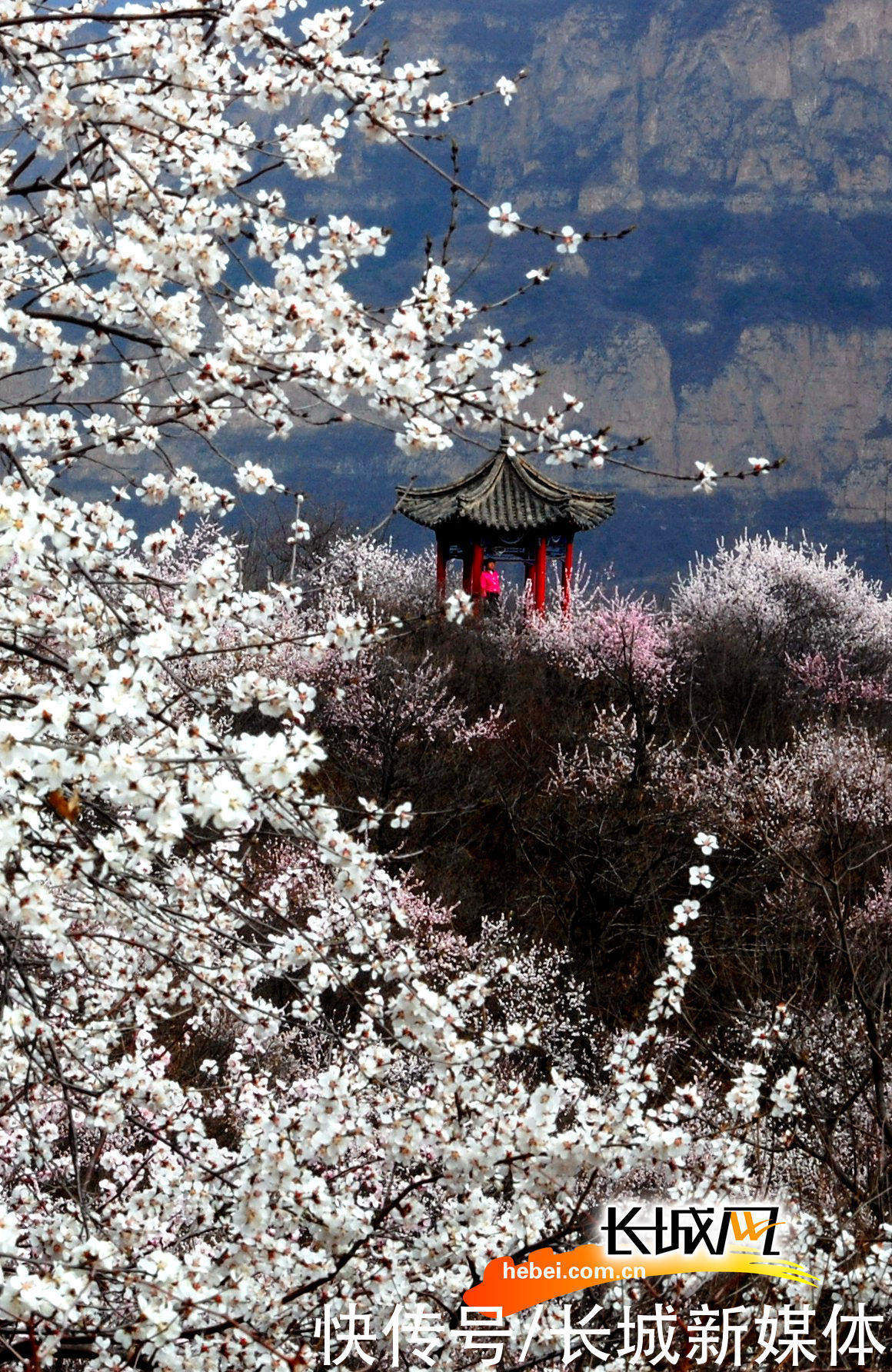 「高清组图」花开燕赵·美丽河北｜花开天桂山