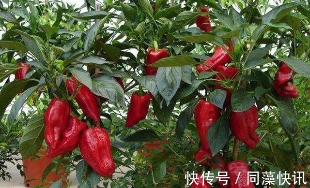 养花不成“改种菜”，红辣椒种在“编织袋”里，一次能摘30斤