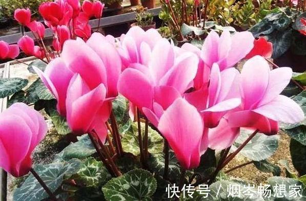 管理|日常养护仙客来难围绕5点管理,盆栽株型美、叶片密、开花多