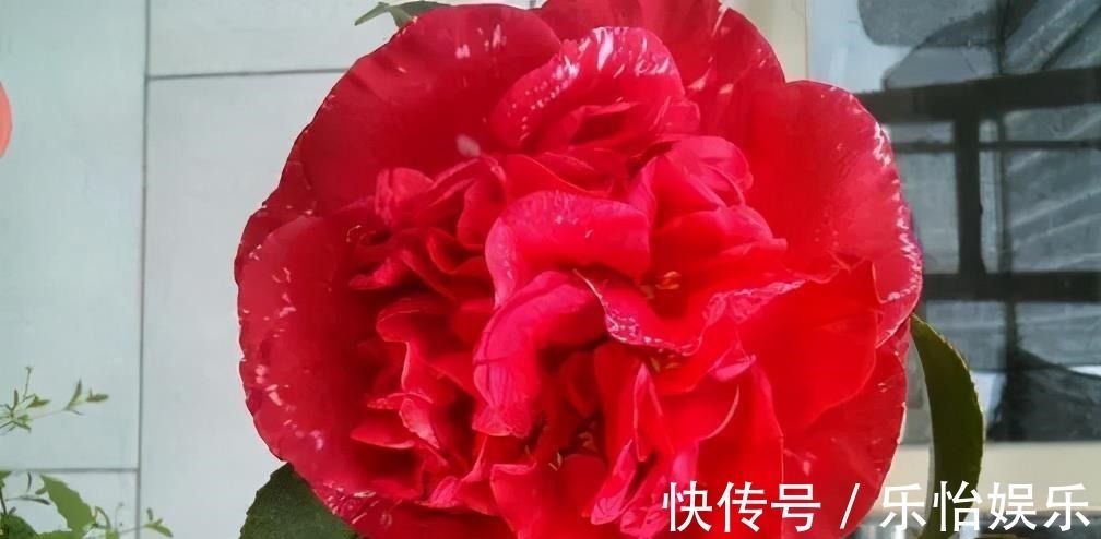 月季花丢了吧!此花耐旱耐寒,比牡丹还美,比绿萝好养,花香四溢