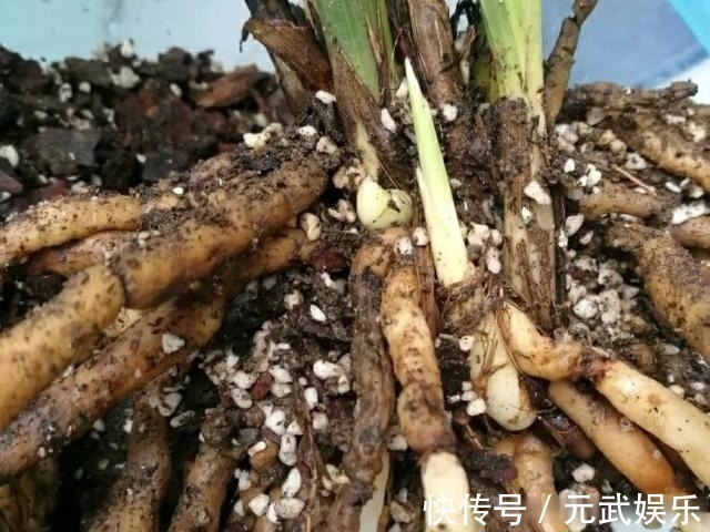 根系|兰花“烂根”了,就用这“4步”,轻松解决,新根长不停!