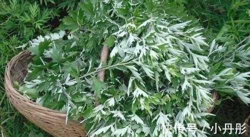 助益|这菜不要钱,入春抓紧吃,能够提高免疫力,可惜很多人懒得做!