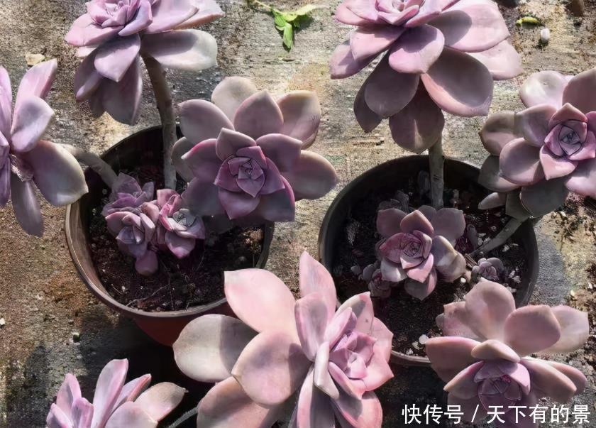 夏季|有1片叶子就能活的紫乐,夏季盆栽,注意3点才叶子肥美