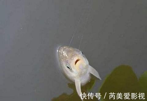 调钓到底准不准，不用看调几钓几，用这两招就能精准判断