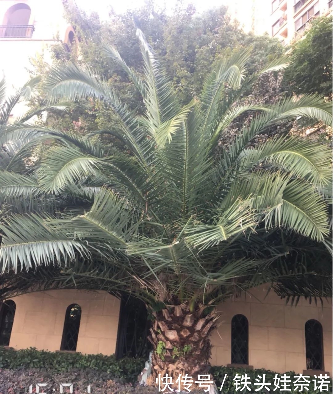 2021养盆镇宅花，当做守护神，好运进来，霉运离开！