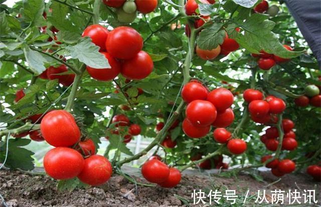 罐装食品|6种食物,或能激活“免疫力”!爱生病的人,不妨提前了解下