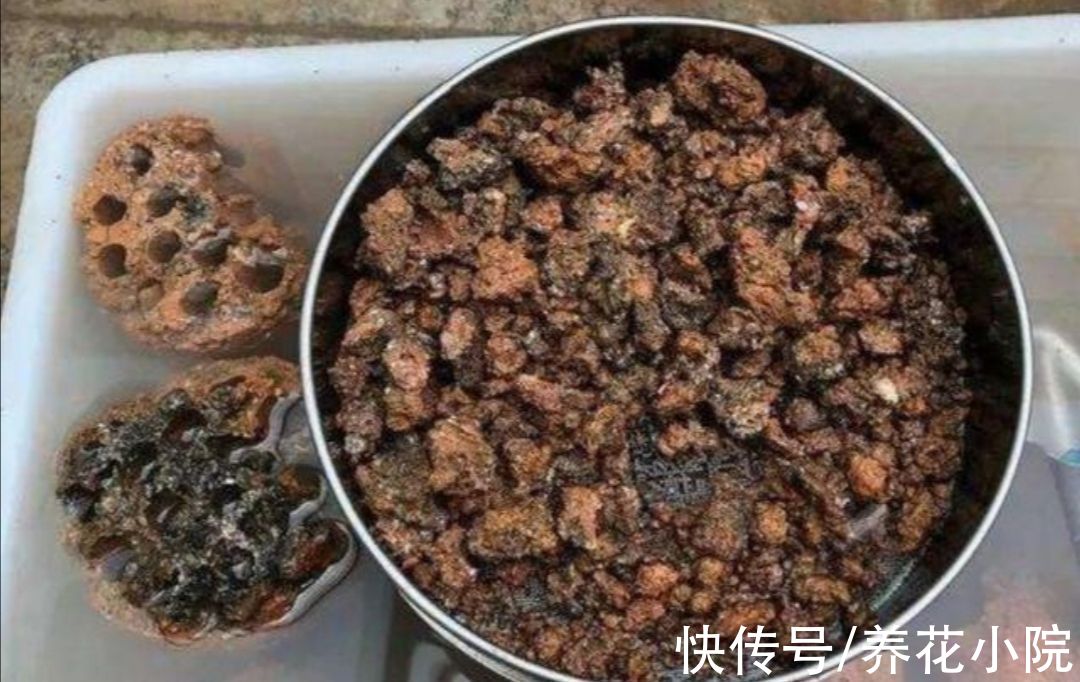 花盆下面填一层“颗粒”,疏松透气不积水,根系生长健壮