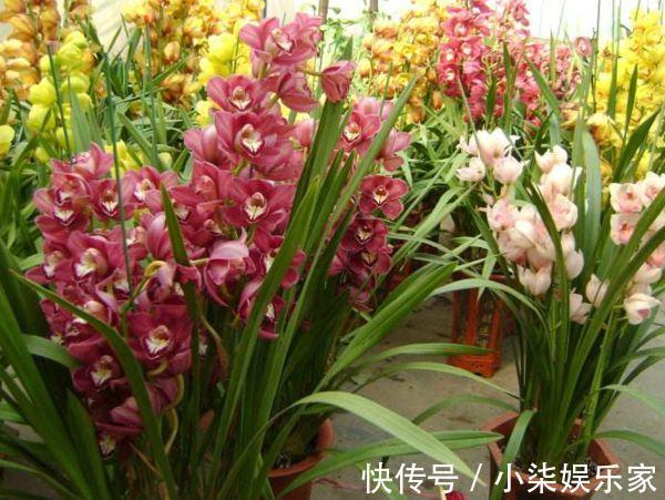 发芽|养兰花的“捷径”,最好别用,伤芽伤根,不出半年就枯萎