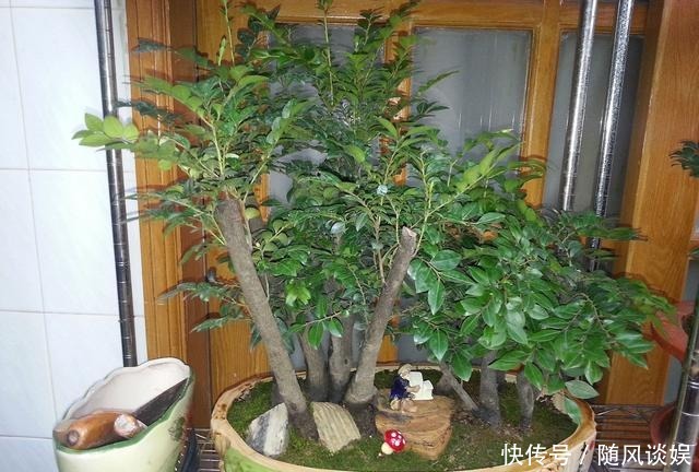 原来有钱人家都养这个花,镇宅,招财,这可是“帝王之木”