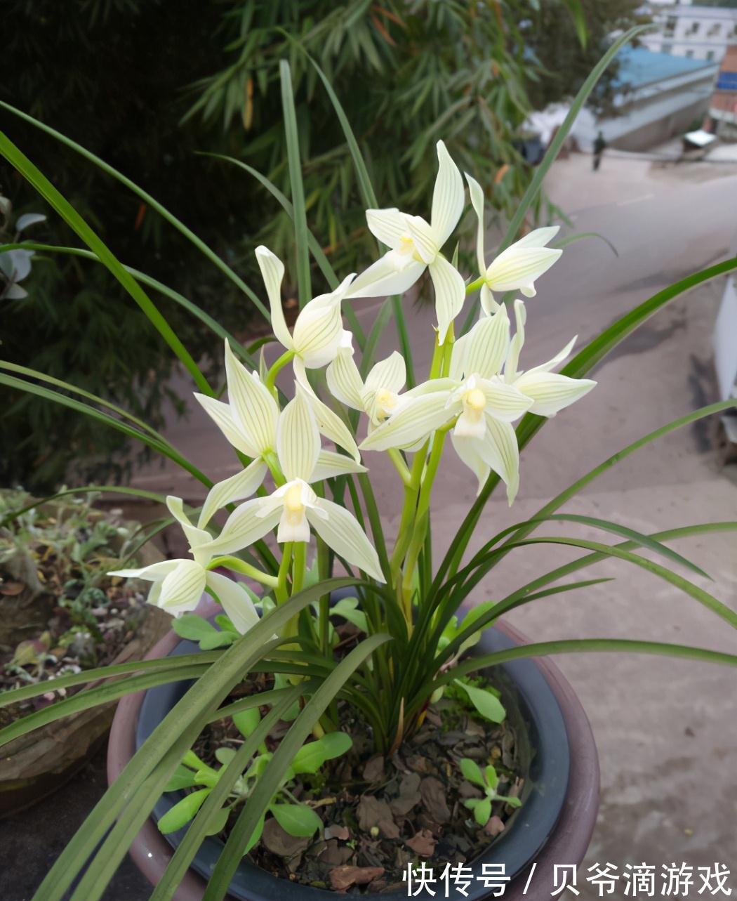 最全兰花养护大全,做到这3点,兰花年年都开花