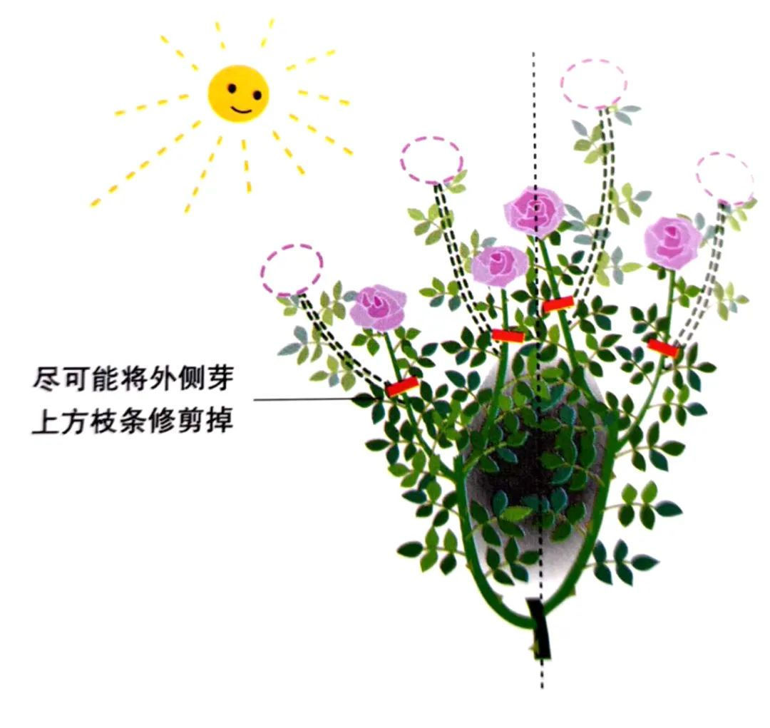 修剪是激活玫瑰“生长干劲”的开关,必备扭动开关小窍门!