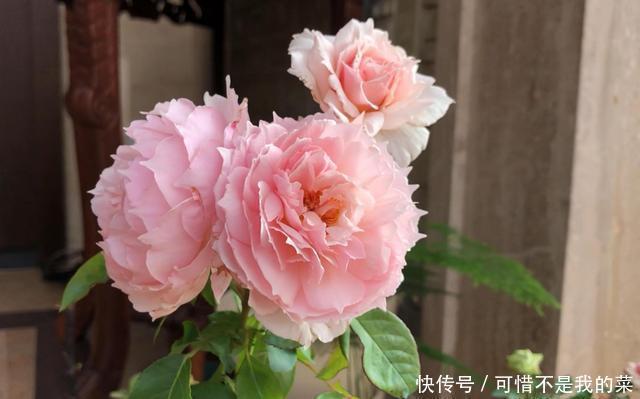 我心目中最值得栽种的10种藤本月季,每一种都很优秀,你喜欢吗