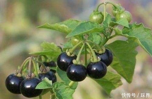 龙葵果|提个醒:在路边遇到这种野果,一定要摘回家,现在了解还不迟
