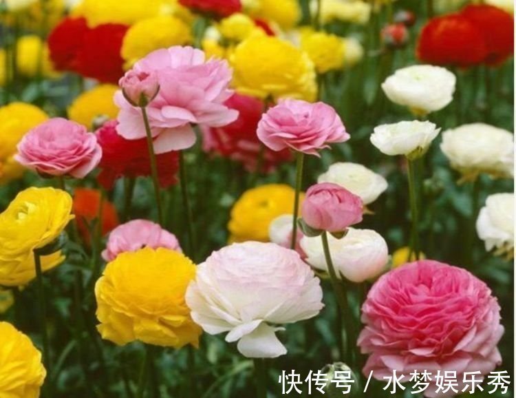 芹叶牡丹|开花最香的4种花,家里养一盆,满树都是花朵,漂亮极了