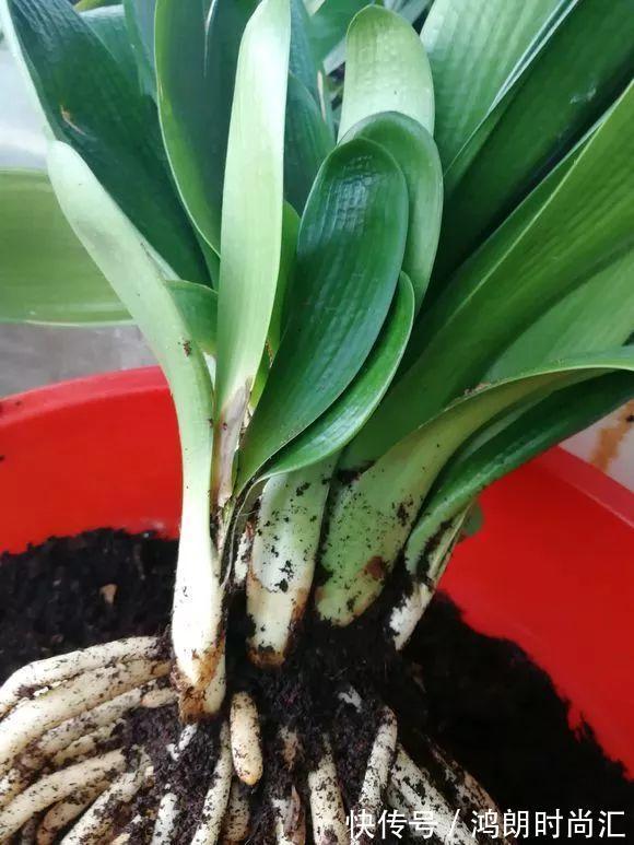 君子兰|养20年的君子兰,长得就像“大白菜”,一盆就能长8根花箭