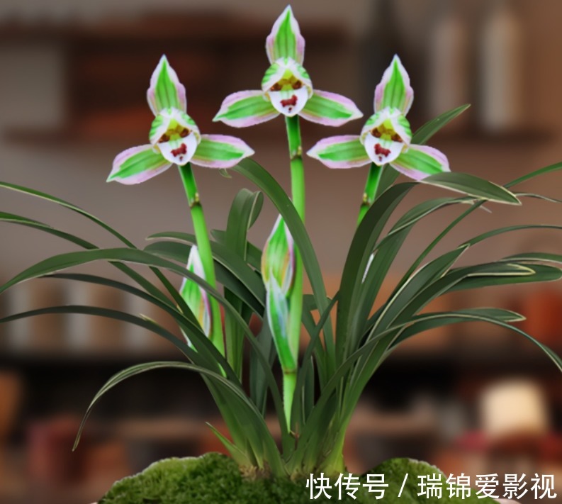 建兰“帝王妃”,花姿优雅,叶带金边,浓香型盆栽里的上上品