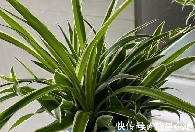 廿四|初秋给吊兰“整整型”,做好两件事,变成飘逸“小老桩”!