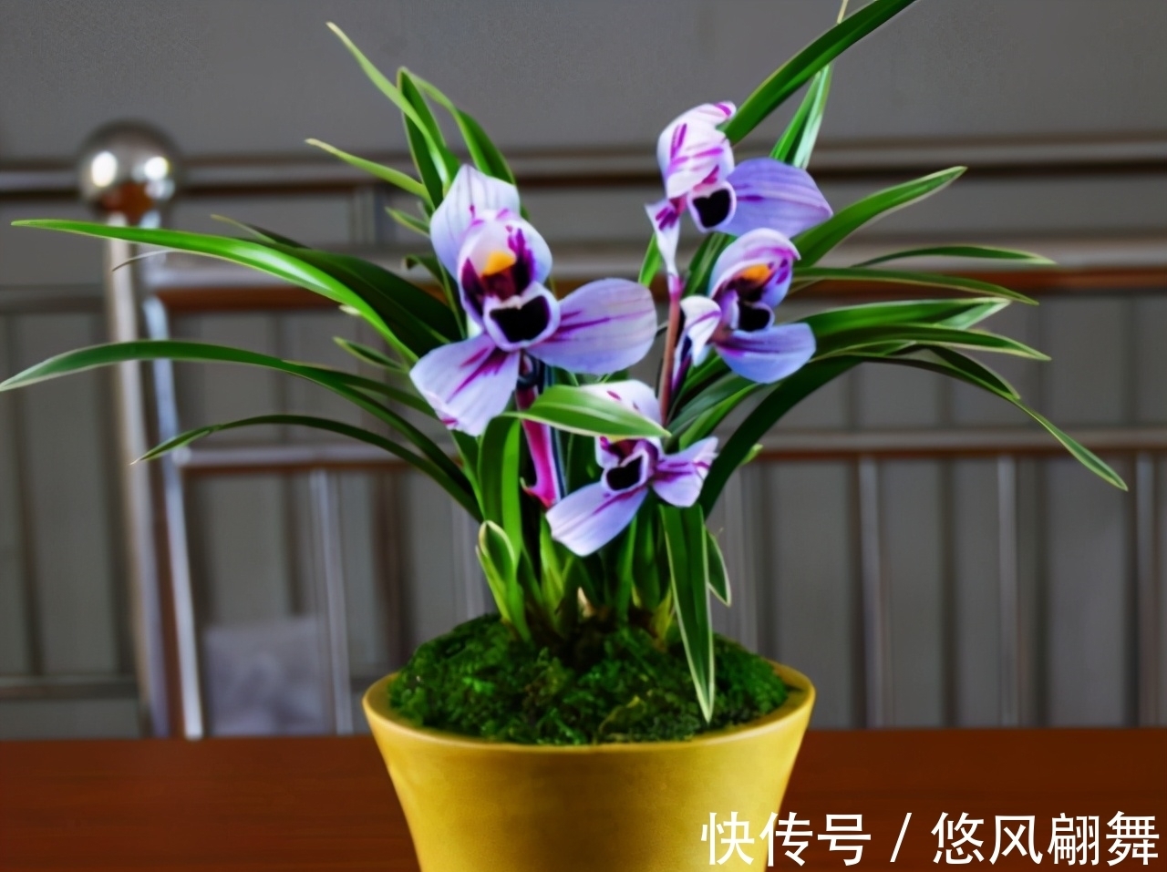 紫月荷|犹如“仙境之花”紫月荷,花开荷瓣,兰香芬芳,叶带金边,易养活