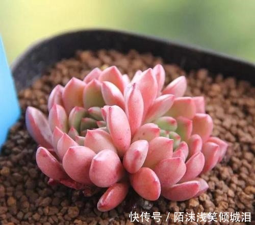 多肉翻盆后如何养护要点都在这里了,学会了顺利服盆!