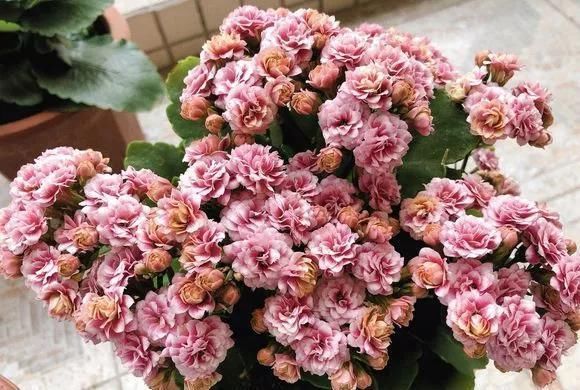 花卉|养花不开花?自制“开花肥”,浇盆里猛开花,不用花钱买