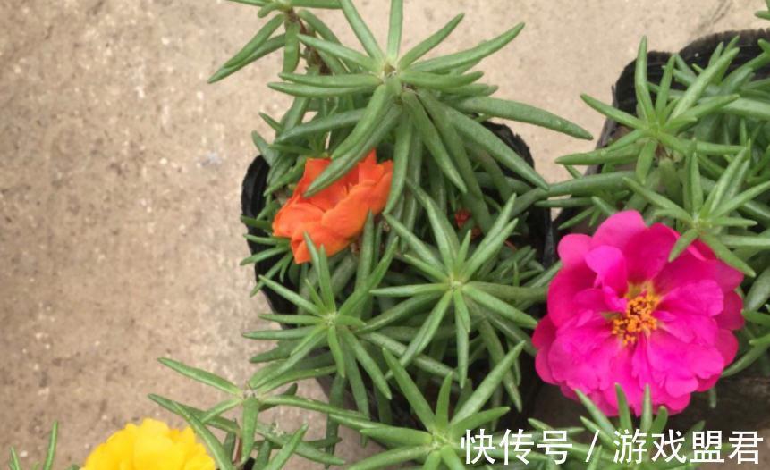 适合秋冬养殖的3种草花,好活,容易打理,花期漫长、开花美