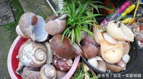 用来|家里这些破烂别丢了,用来养花,能省不少钱,啥花都喜欢!