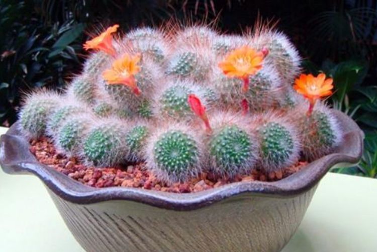 家养这些植物，不仅有很好的观赏价值，更有着招财进宝的寓意