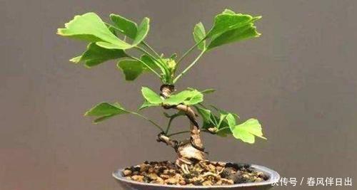 秋天的银杏美到窒息，快来学习如何养在家里