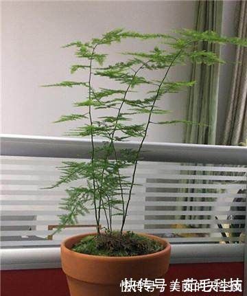 栽植|家里的文竹稀稀拉拉，真难看，用了这1东西，发疯的长，不黄叶