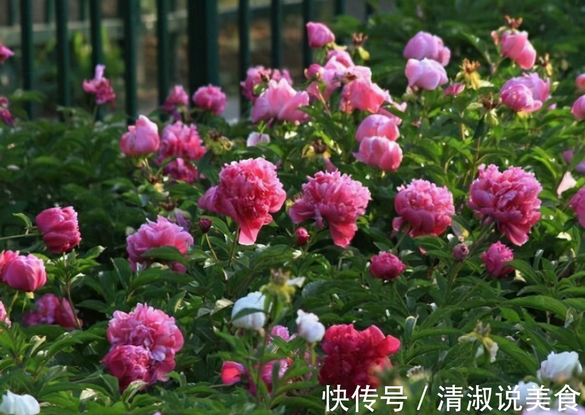 3款值得盆栽的“长期花”，年年开花200多天，花朵个大色泽艳丽