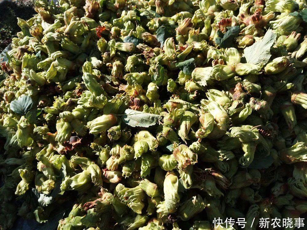 亩产值超万元,可连续采摘50年,市场畅销,却陷入种植骗局?