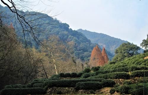 隐藏在西湖群山的村子，有800亩茶园，因茶被乾隆称赞而闻名天下