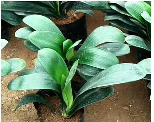 君子兰不开花,喝上一口“白酒”,50天后开花爆盆,快学起来吧