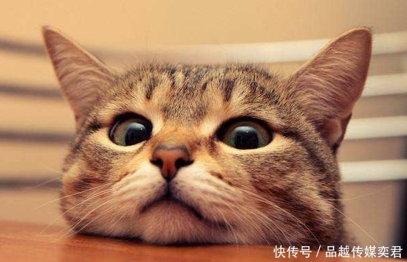 分成|明朝皇帝有个怪癖,将猫分成三六九等!