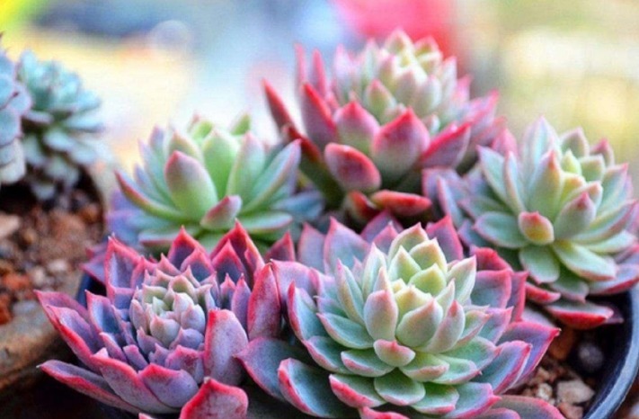 多肉紫罗兰女王如何养教你3个妙招,养出梦幻般的紫罗兰女王