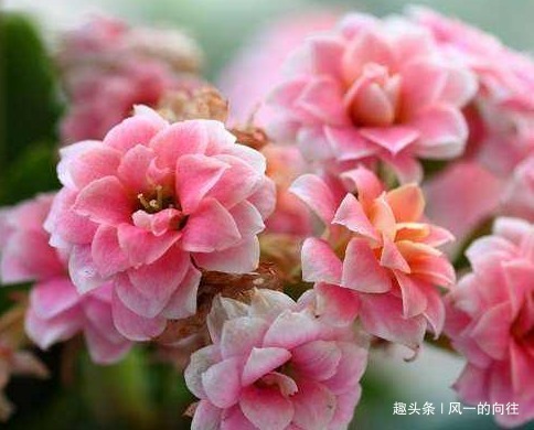 这三种绿植最欠收拾,越是给它剪光头越能长势凶猛!太好养了真是