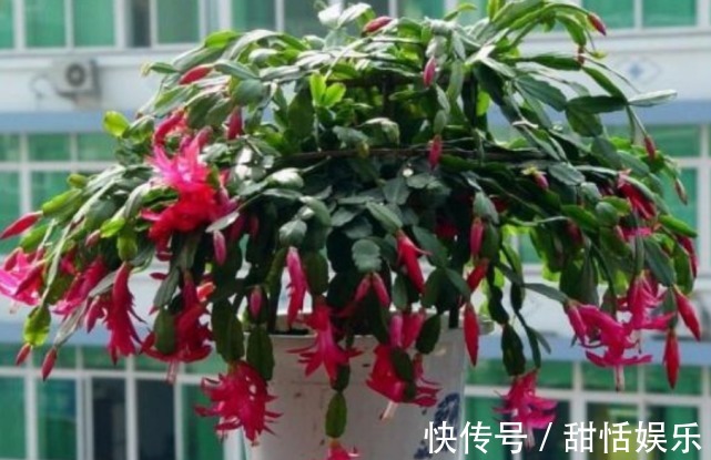 生长期|悄悄告诉你,养好“蟹爪兰”,离不开2种水,10天一次,花开满盆